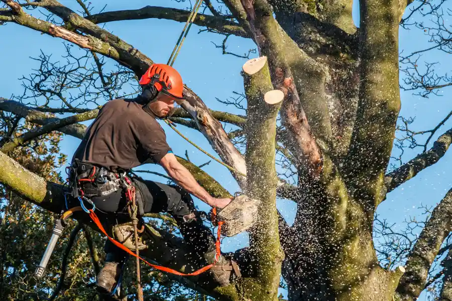 Complete Tree Service in Kankakee, IL Your Reliable Tree Expert in Kankakee, IL