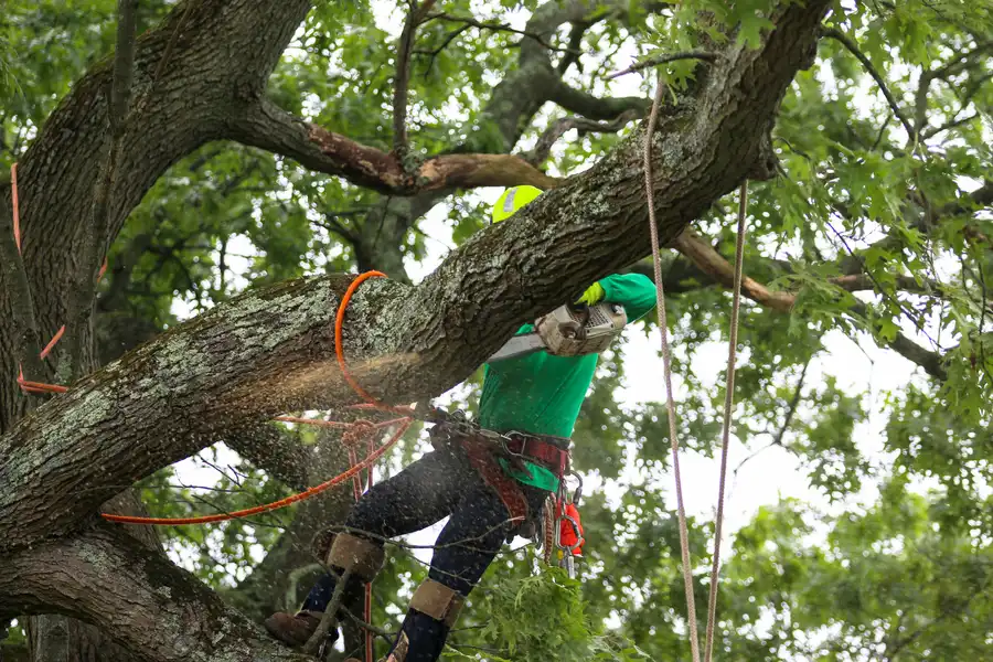 Excellent Tree Care Kankakee, IL
