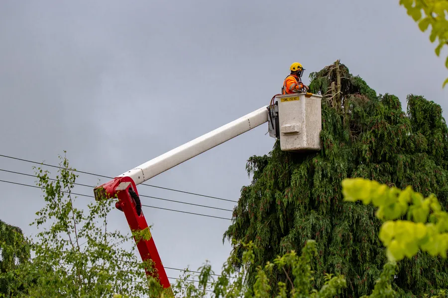 Experienced Tree Care Kankakee, IL