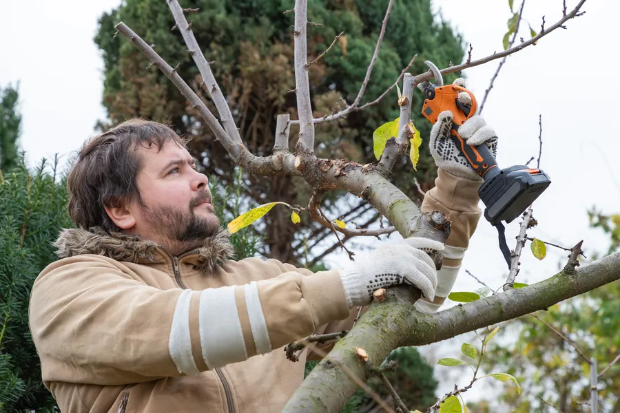 Expert Tree Pruning Kankakee, IL