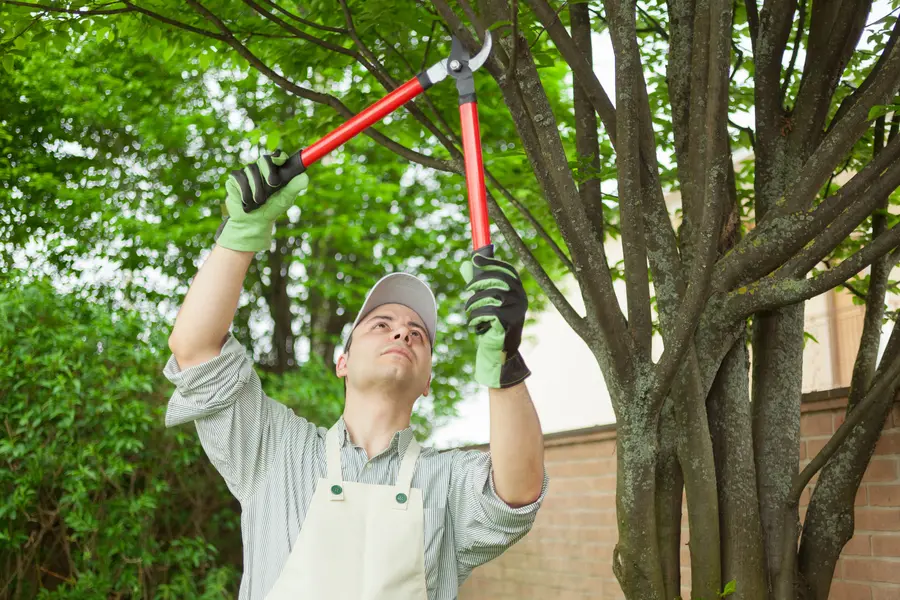 How To Identify Signs That Your Tree Needs Care Or Attention in Kankakee, IL How To Identify Signs That Your Tree Needs Care Or Attention in Kankakee, IL