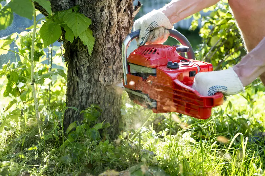 How Tree Removal Protects Your Home And Landscape in Kankakee, IL