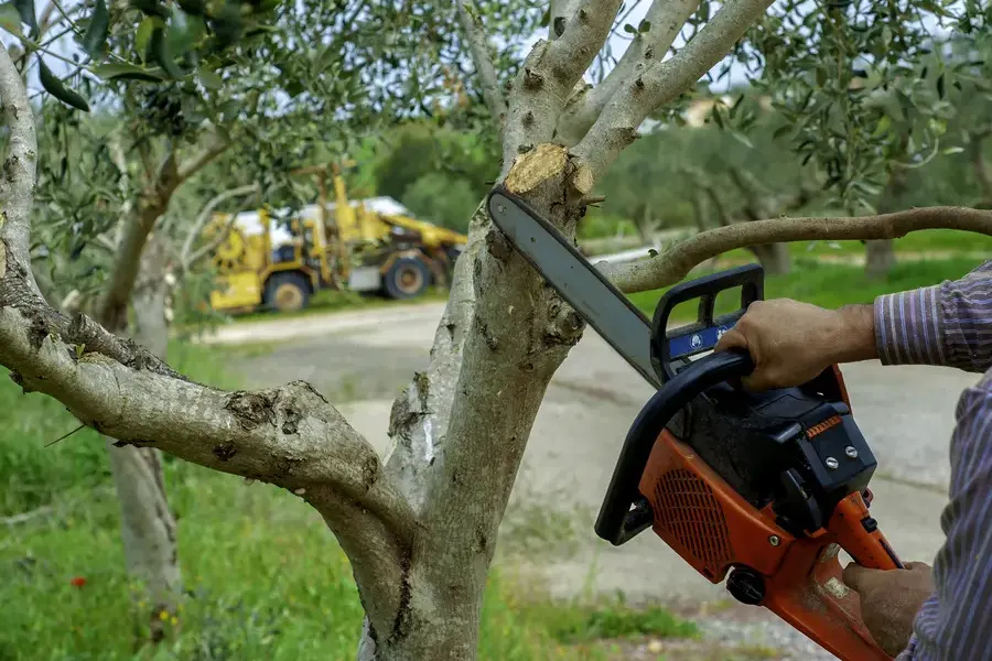 How Tree Trimming Enhances The Health Of Your Trees Kankakee, IL