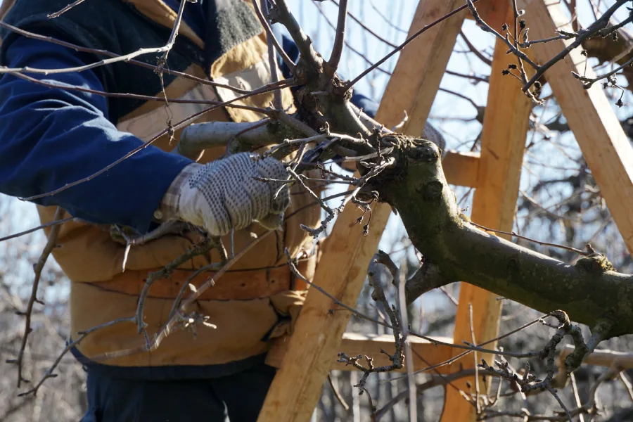Premium Tree Pruning Kankakee, IL