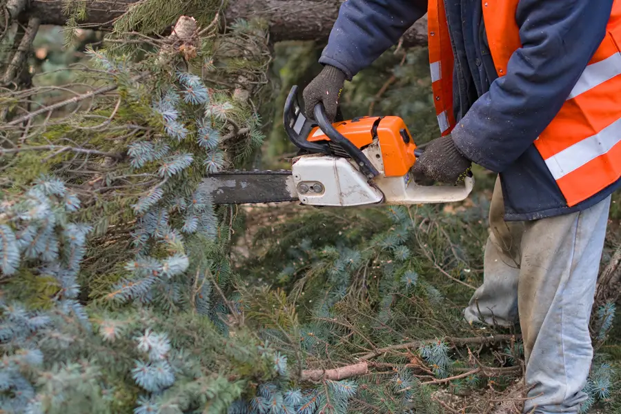 Professional Tree Removal Kankakee, IL Professional Tree Removal Kankakee, IL
