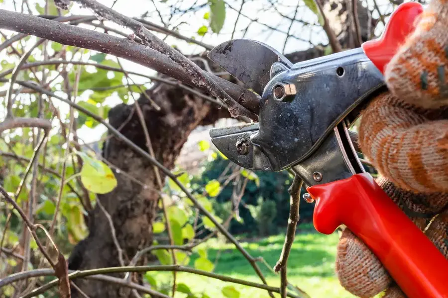 Quality Tree Pruning Kankakee, IL