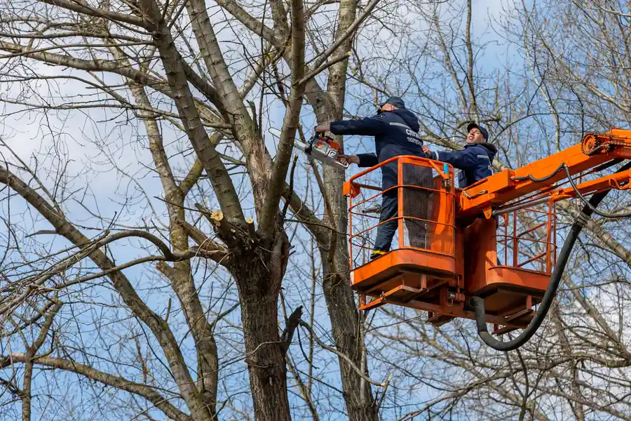 Top-rated Tree Removal Kankakee, IL Top-rated Tree Removal Kankakee, IL
