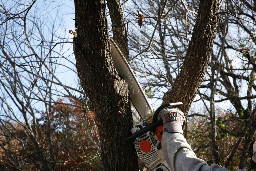 Why Tree Removal Is Essential For Diseased Or Dying Trees Kankakee, IL Why Tree Removal Is Essential For Diseased Or Dying Trees Kankakee, IL