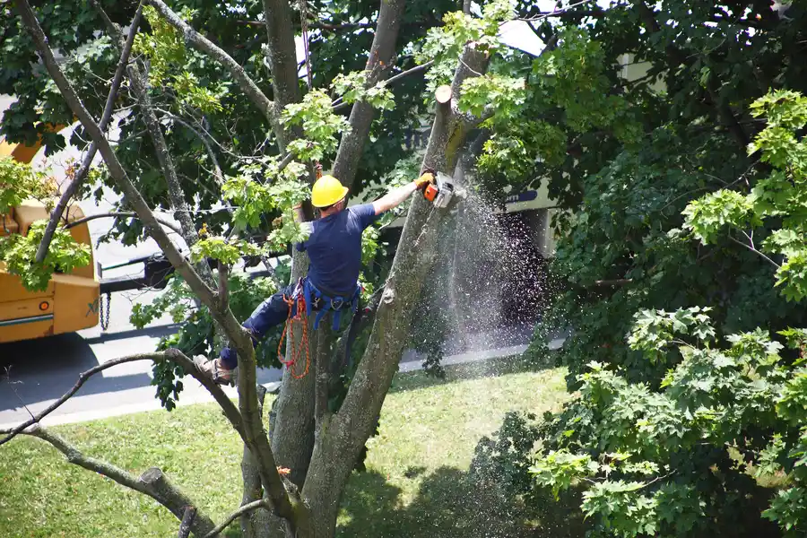 Why Tree Removal Is Essential For Diseased Or Dying Trees in Kankakee, IL Why Tree Removal Is Essential For Diseased Or Dying Trees in Kankakee, IL